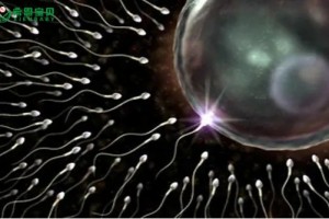希恩宝贝-哈萨克斯坦试管专家科普：正常的精子形态是什么样？是否会影响成功率？