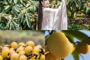 东山枇杷开采啦！枇杷文化旅游季活动持续火爆，快来领取打卡指南
