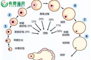 试管婴儿周期：多次B超有必要吗？哈萨克斯坦辅助生殖专家解答！