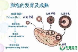 希恩宝贝：少卵泡如何试管？哈萨克斯坦辅助生殖专家解答！