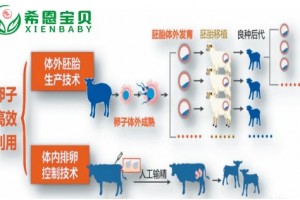 哈萨克斯坦专家揭秘：卵子复苏率能达多高，保护生育能力的秘密