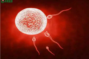 希恩宝贝：试管婴儿移植5AA和4AA的囊胚什么意思？宝宝出生后谁更优秀？