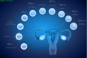 希恩宝贝-哈萨克斯坦试管婴儿助孕：哪些女性患者更容易成功