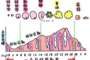 希恩宝贝-【备孕必看】哈萨克斯坦试管婴儿前必知：内膜厚度管理，助你好孕一臂之力！