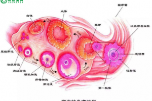 哈萨克斯坦试管婴儿：高龄女性备孕难题——如何提高卵子质量？